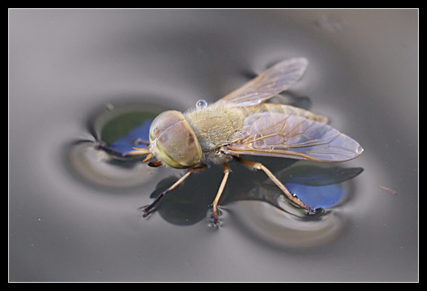 Foto molto particolari di una mosca (Atylotus fulvus)
