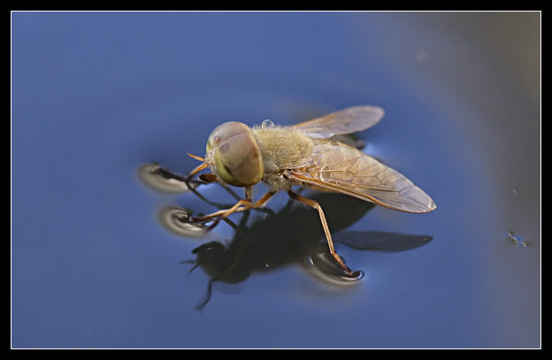 Foto molto particolari di una mosca (Atylotus fulvus)