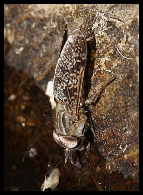 Foto di una mosca molto particolare (Haematopota  sp.)
