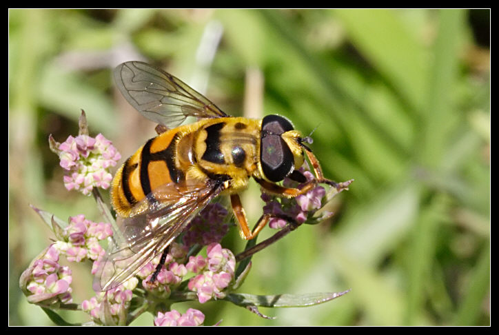 Myathropa florea (credo)