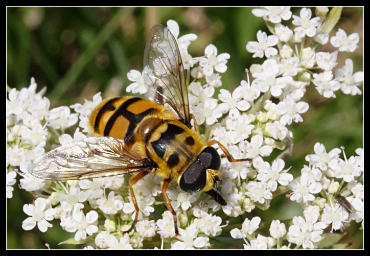 Myathropa florea (credo)