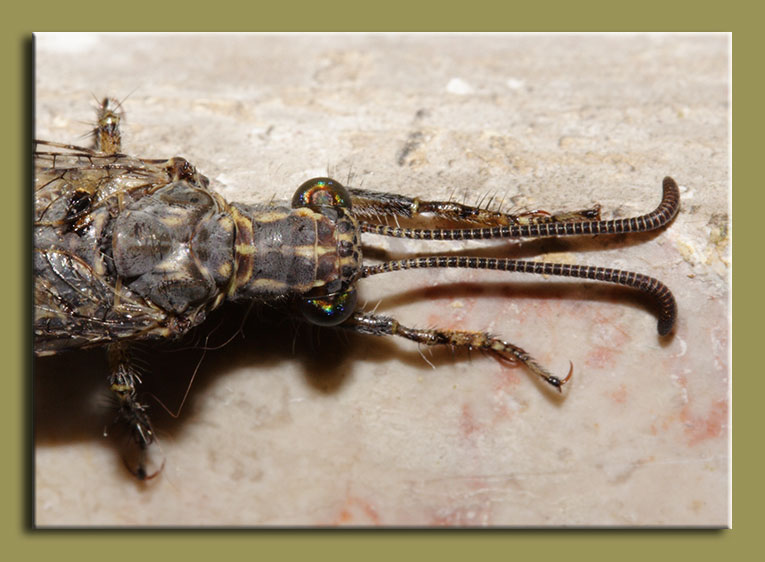 Distoleon tetragrammicus, un ospite in casa