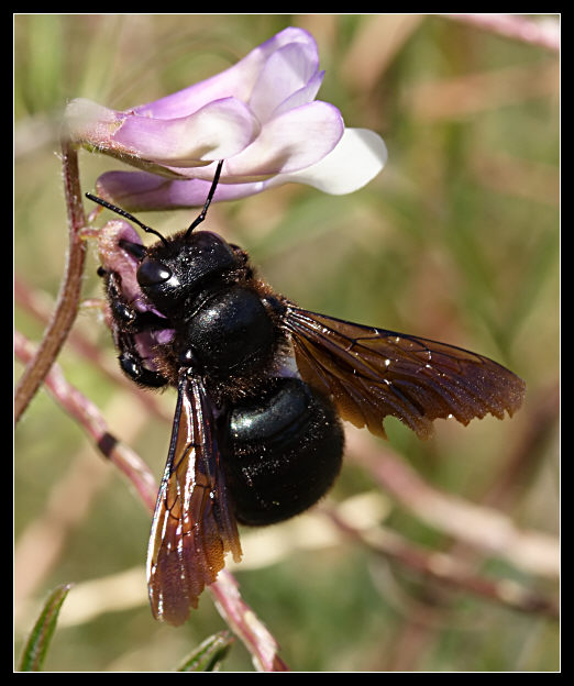 Xylocopa... o forse no