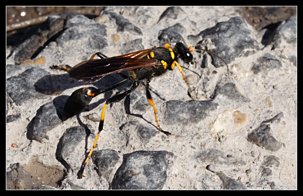 A caccia di fango... Sceliphron caementarium