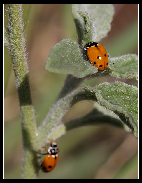 La volta faccia (Hippodamia variegata)