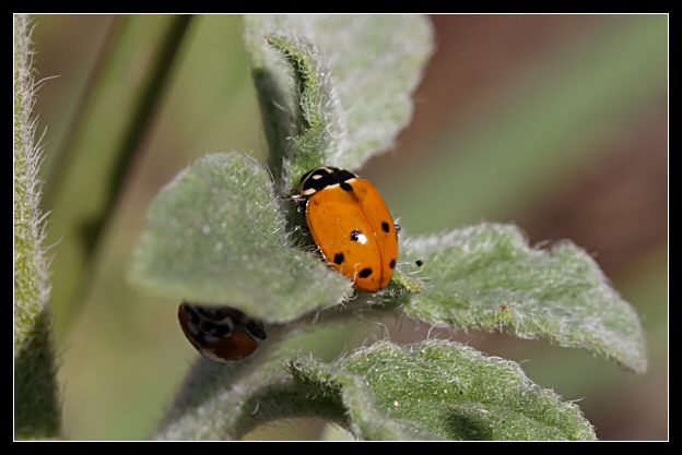 La volta faccia (Hippodamia variegata)