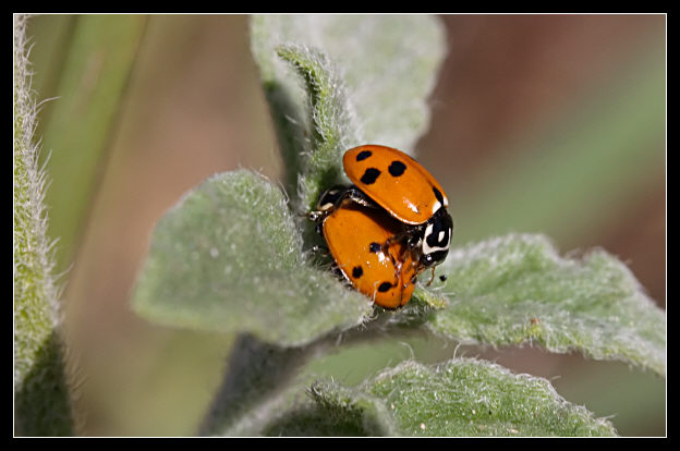 La volta faccia (Hippodamia variegata)