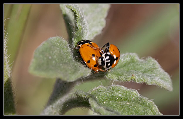 La volta faccia (Hippodamia variegata)