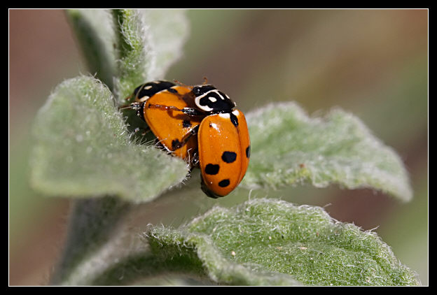 La volta faccia (Hippodamia variegata)