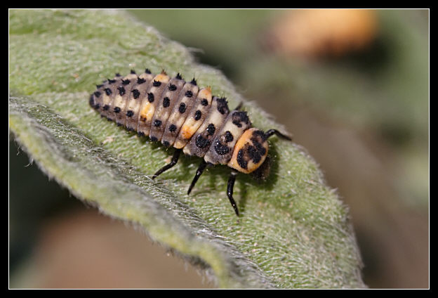 La volta faccia (Hippodamia variegata)