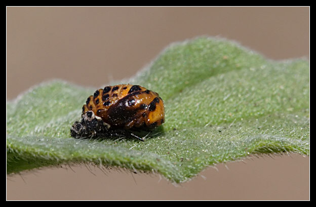 La volta faccia (Hippodamia variegata)
