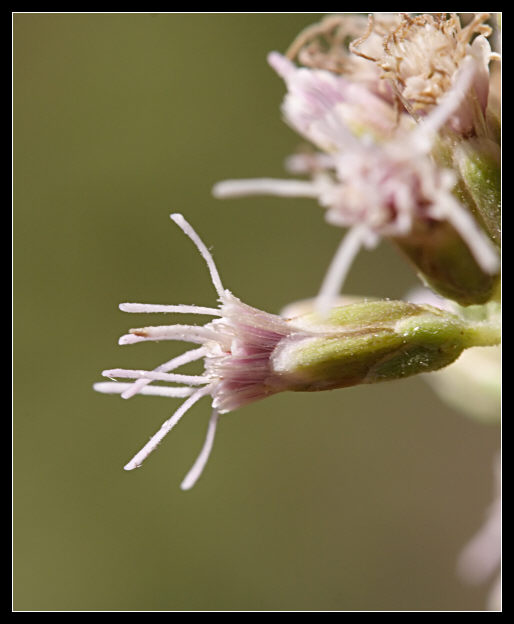 Eupatorium cannabinum / Canapa acquatica