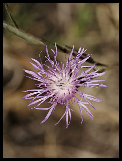 I CASI DIFFICILI - numero 5 Centaurea jacea