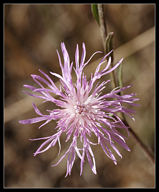 I CASI DIFFICILI - numero 5 Centaurea jacea