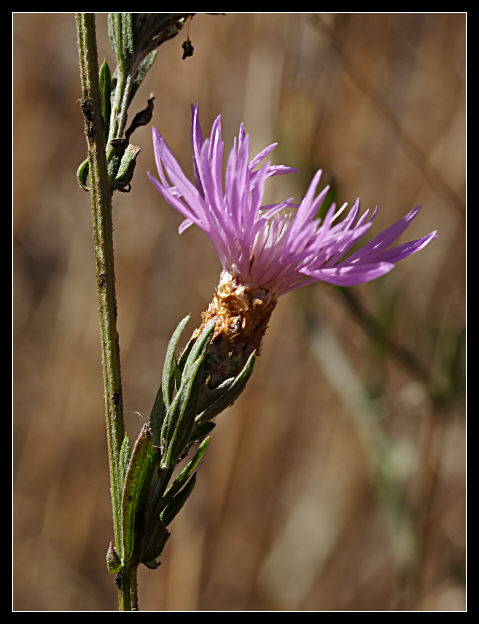 I CASI DIFFICILI - numero 5 Centaurea jacea
