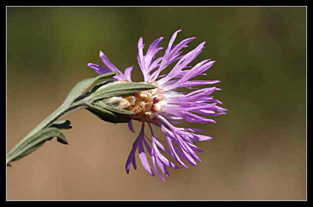 I CASI DIFFICILI - numero 5 Centaurea jacea