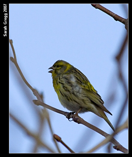 Verzellino - Serinus serinus