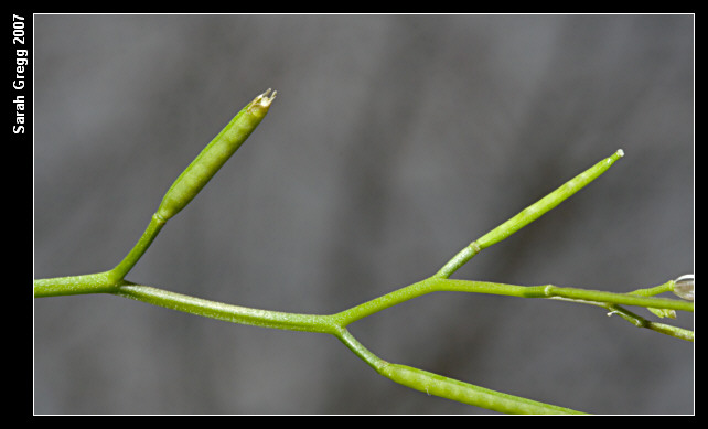 Cardamine hirsuta / Billeri primaticcio