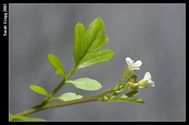 Cardamine hirsuta / Billeri primaticcio