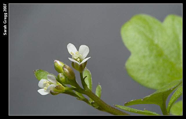 Cardamine hirsuta / Billeri primaticcio