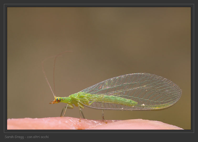 Il rimpianto di una fotografa: Chrysoperla sp.