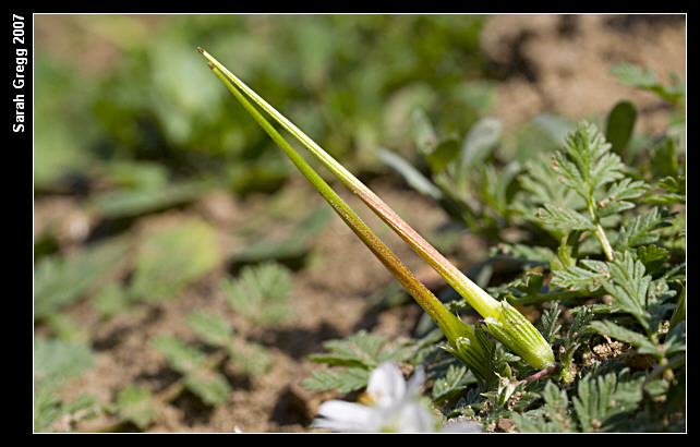 Erodium botrys ed E. cfr. acaule