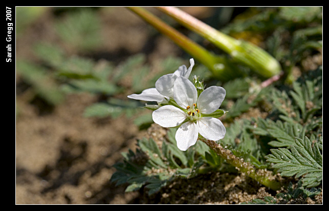 Erodium botrys ed E. cfr. acaule
