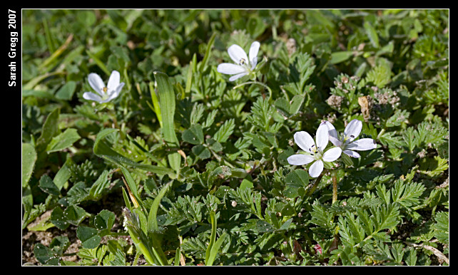 Erodium botrys ed E. cfr. acaule