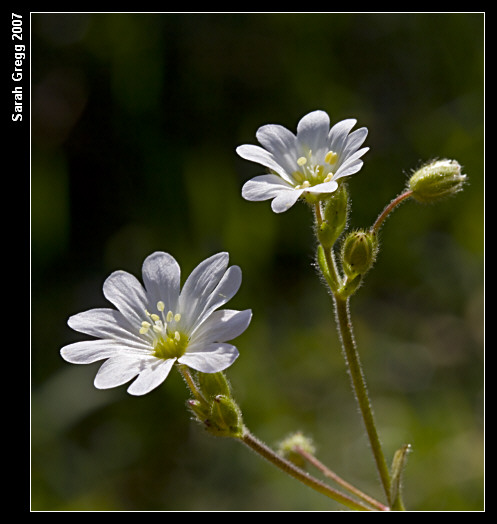 Cerastium arvense?