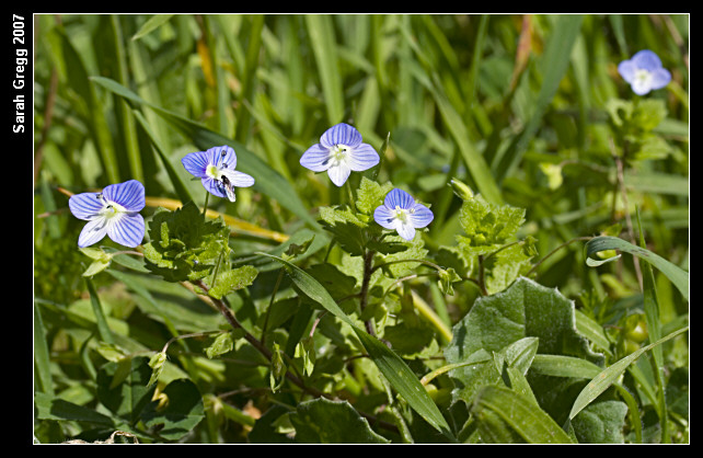 Veronica persica / Veronica comune