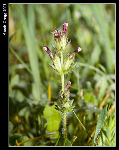 Parentucellia latifolia / Perlina rossiccia
