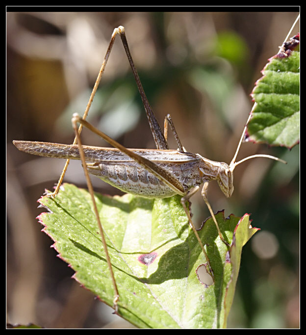 Tylopsis liliifolia