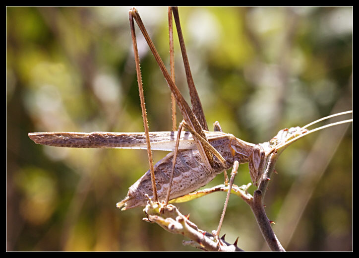 Tylopsis liliifolia