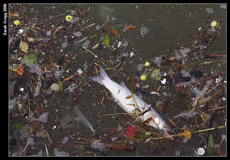 Canale dei Pescatori, Ostia, acqua verde, acqua torbida