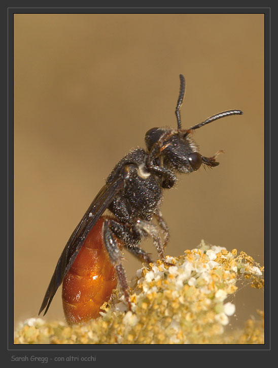 Sphecodes, Halictus, Macrophia ecc..