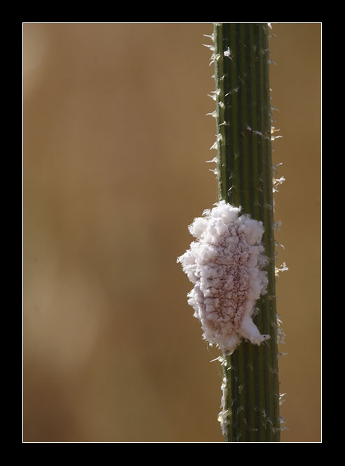 Ceroplastes sp.?