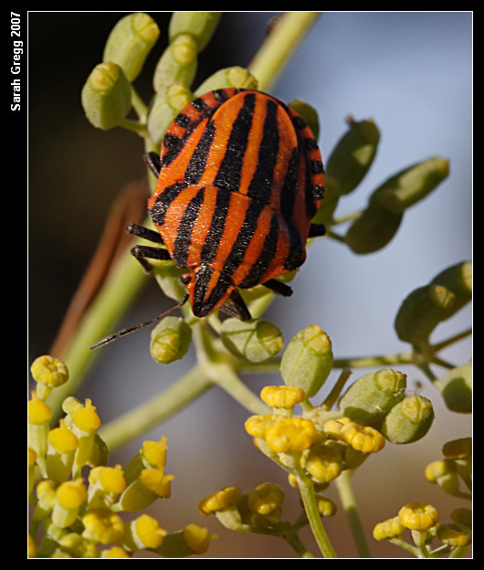 Un Graphosoma da NON determinare