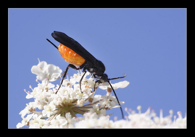 Hymenoptera parassita - Braconidae