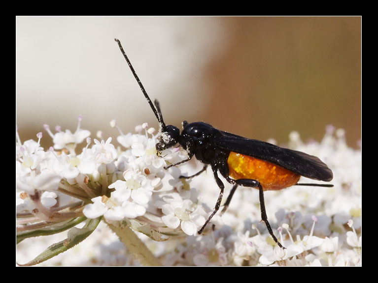 Hymenoptera parassita - Braconidae