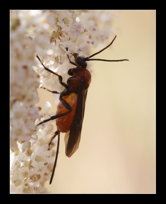 Hymenoptera parassita - Braconidae