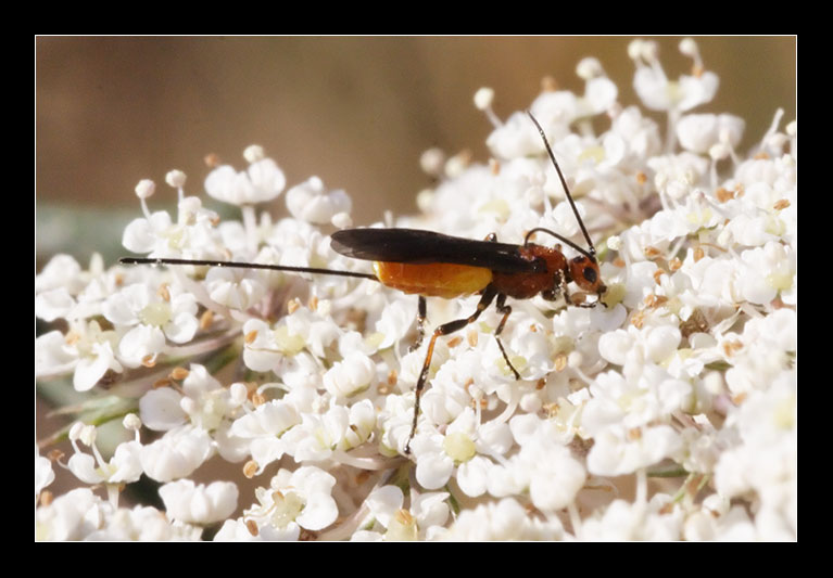 Hymenoptera parassita... Brachonidae?