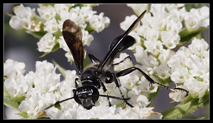 Isodontia mexicana (Hymenoptera, Specidae)