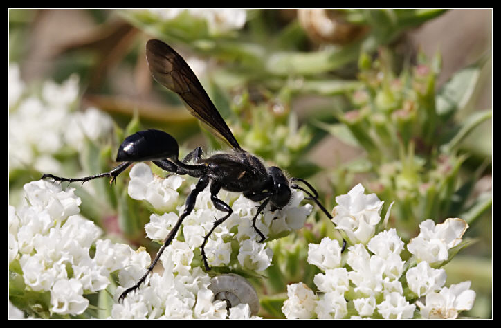 Isodontia mexicana (Hymenoptera, Specidae)
