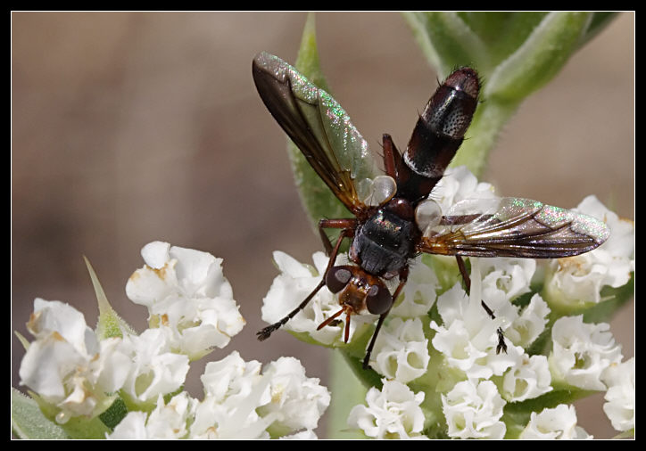 Cylindromyia rufipes (Diptera, Tachinidae)