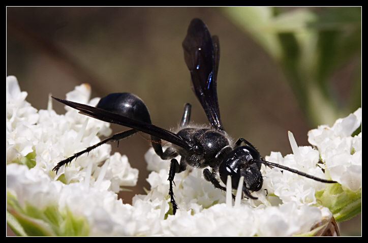 Isodontia mexicana (Hymenoptera, Specidae)