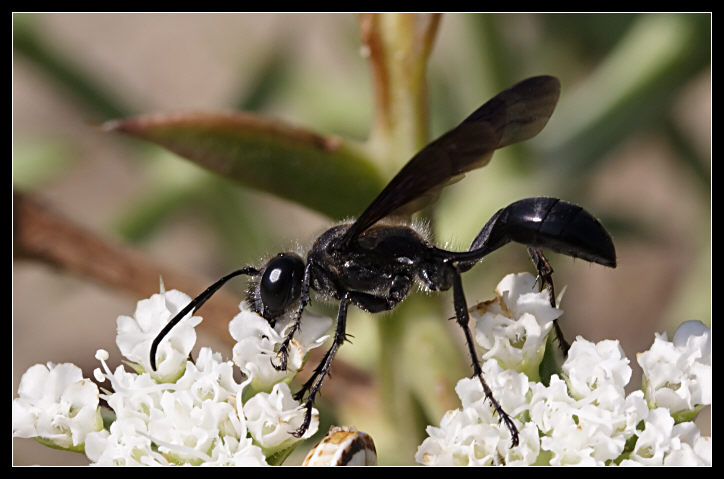 Isodontia mexicana (Hymenoptera, Specidae)