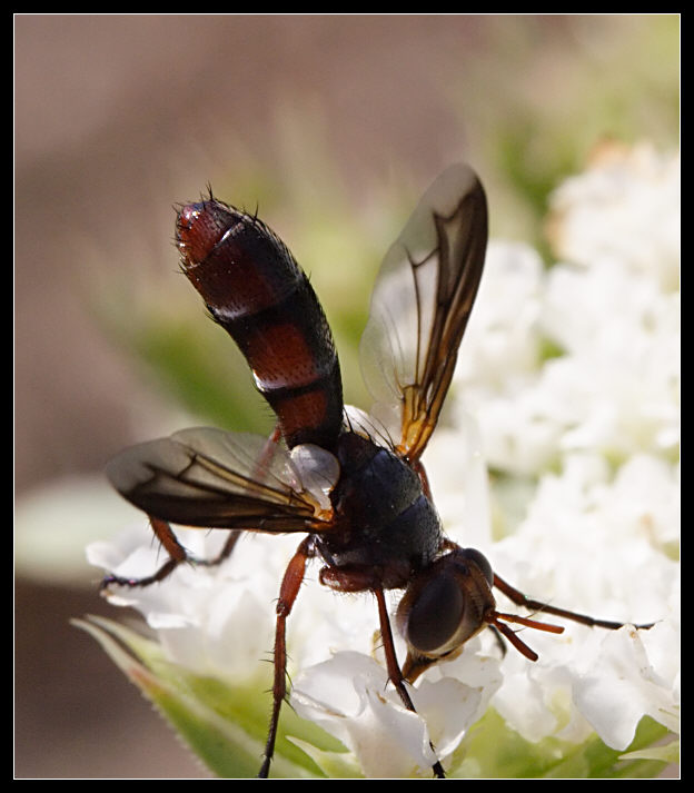 Cylindromyia rufipes (Diptera, Tachinidae)
