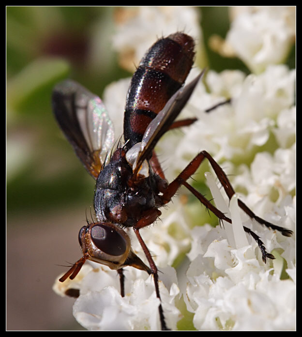 Cylindromyia rufipes (Diptera, Tachinidae)