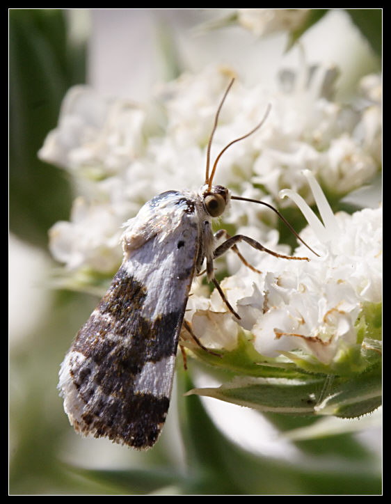 Acontia lucida