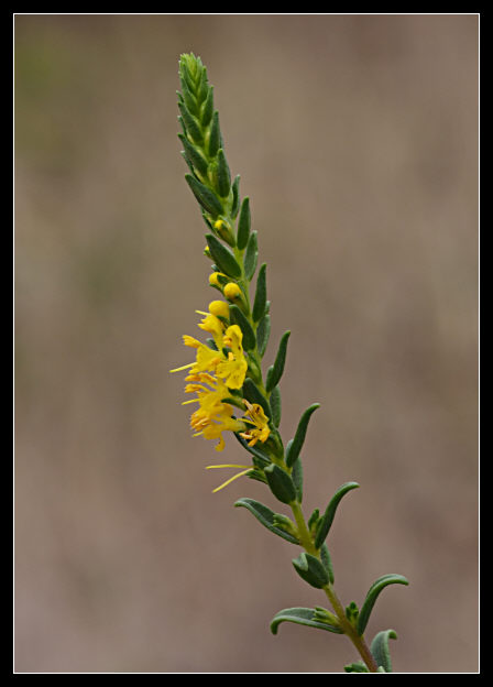 Odontites luteus / Perlina gialla